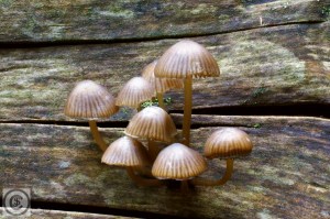 Bundelchloormycena 1.jpg